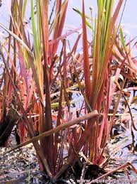 Image result for Xyris parvula