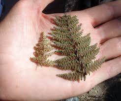 Image result for Cheilanthes involuta