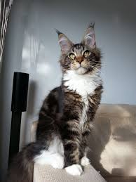 Black And White Tabby Maine Coon Pin Di Maine Coons