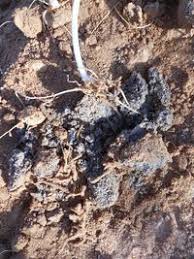 Image result for Cucumis humifructus