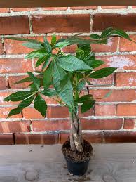 Image result for Pachira