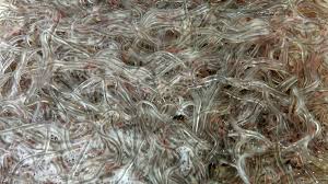 Au niveau national, 650 pêcheurs professionnels traquent la pibale (ou civelle), cet alevin d'anguille devenu un met de luxe avec des prix de vente compris entre 200 et 600 euros le kilo. Pibales Et Anguilles Salmo Tierra Salva Tierra