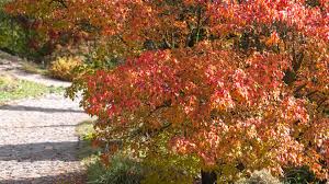 That means for a seedling to grow, the seed can't simply fall to. How To Grow And Care For The Amur Maple Tree