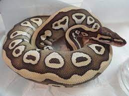 Desert Mojave Ball Python Cute Snake Cute Reptiles Pet Snake