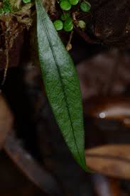 Image result for Begonia squamulosa