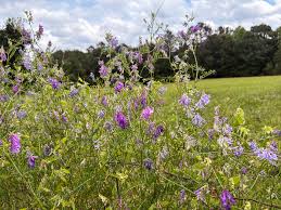 Image result for Vicia villosa