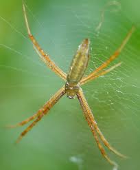 Check spelling or type a new query. Banded Garden Spider Argiope Trifasciata Bugguide Net