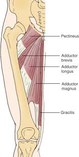 Hip Adductor Strain Musculoskeletal Key
