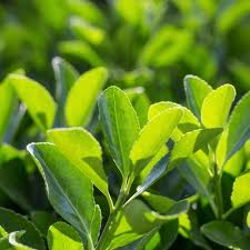 Euonymus Japonicus Jean Hugues Hedging Plants Euonymus Jean Hugues Impact Plants