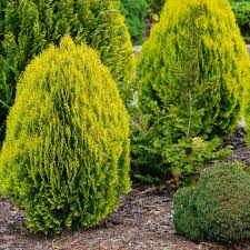 Image result for Culcasia orientalis