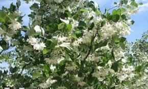 Image result for Gambar kemenyan