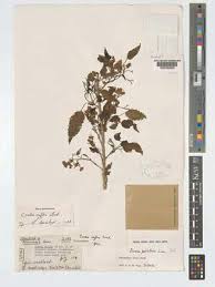 Image result for Cordia afra