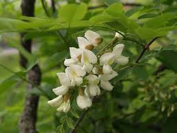 Il caldo sta facendo durare meno la fioritura. Robinia Acacia Robinia Pseudoacacia Robinia Pseudoacacia Alberi Robinia Acacia Robinia Pseudoacacia Alberi
