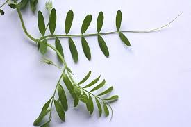 Image result for Lens culinaris