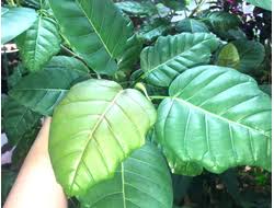 Image result for Ficus tremula