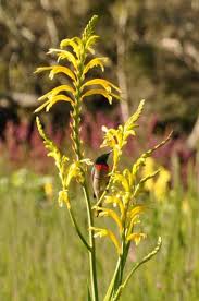 Image result for Maranthes floribunda