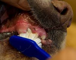 Many of these toys are designed specifically for this purpose, with nubs and grooves that massage the interior of the mouth when. Brushing Your Dog S Teeth Vca Animal Hospital