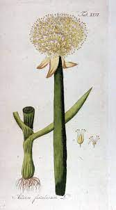 Allium Fistulosum Ypey26 Allium Fistulosum Wikipedia Cactus Plants Allium Plants