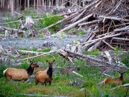 What is a natural habitat? Habitat Loss Fragmentation And Destruction