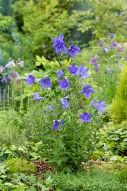 Image result for Platycodon