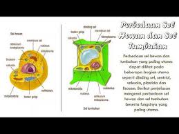Check spelling or type a new query. Perbedaan Sel Hewan Dan Sel Tumbuhan Tabel Gambar Penjelasan Youtube