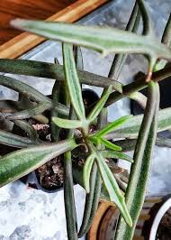Image result for Kalanchoe laciniata