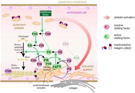 Akitaka's education is listed on their profile. Frontiers Platelets Constant And Cooperative Companions Of Sessile And Disseminating Tumor Cells Crucially Contribute To The Tumor Microenvironment Cell And Developmental Biology