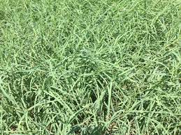 We did not find results for: Bermudagrass Comanche Pogue Livestock Grazing Seeds