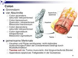 Sigmoid colon synonyms, sigmoid colon pronunciation, sigmoid colon translation, english dictionary definition of sigmoid colon. Apgtm3klwerrcm