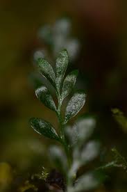Image result for Asplenium hypomelas