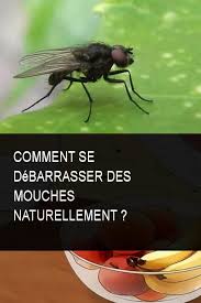 Pin On Astuce Animaux