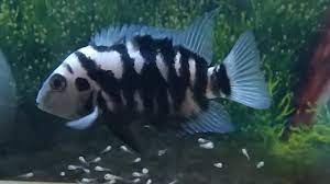 Convict Cichlids Breeding Eggs Hatching And Taking Care Of The New Born Fry Youtube