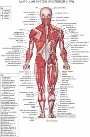 Human Body Anatomical Chart Muscular System Campus Knowledge Biology Classroom Wall Painting Fabric Poster36x24 20x13 02 Canada 2019 From Kaka1688
