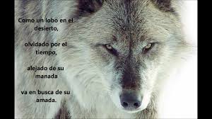 Pin By La Krystal L Yamato On Lobos Perros O Zorros Wolf Love Quotes Wolf