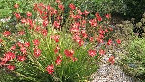 Image result for Oxyanthus goetzei