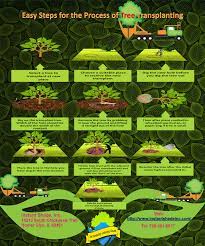 Easy Steps For The Process Of Tree Transplanting Tree Transplanting Tree Easy Step