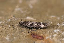 Image result for Scrobipalpula diffluella