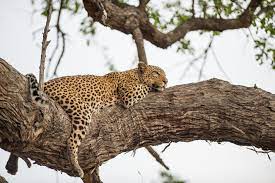 African Animal Facts About Big Five Wildlife