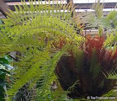 Image result for Drynaria