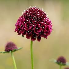 Image result for Scabiosa