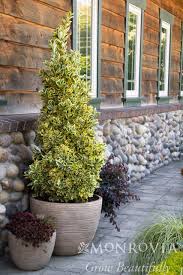 Image result for Euonymus