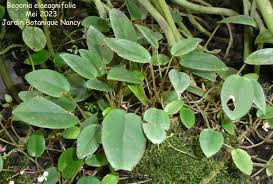 Image result for Begonia elaeagnifolia