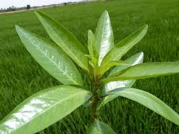 Image result for Ludwigia adscendens