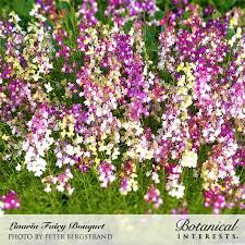 Image result for Linaria