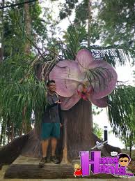 Check spelling or type a new query. Taman Orkid Tasik Kenyir Hans