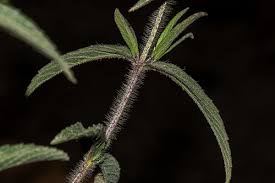 Image result for Syncolostemon bracteosus