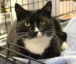 Maybe you would like to learn more about one of these? Pasta Fundraiser Dinner To Benefit Pet Adoption League Inside Warren