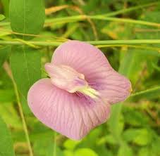 Image result for Clitoria