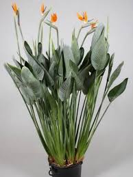 Large Bird Of Paradise Plant For Sale Uk Strelitzia Reginae Bird Of Paradise Flower World Of Flowering Plants Large Indoor Plants Plants Indoor Plants