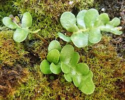 Image result for Polypodiaceae